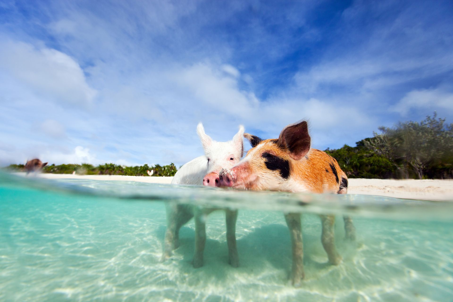 Pigs in crystal clear waters