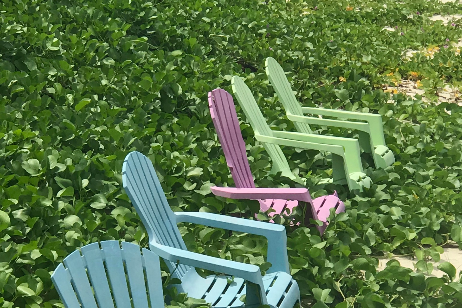 blue, pink, and green beach chairs in the sand with a vine growing over them